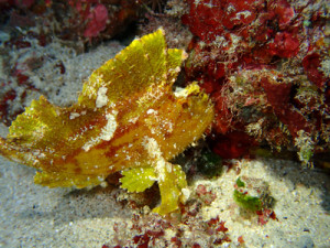 ハダカハオコゼ