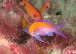 フタイロハナゴイ