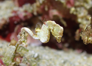 コールマンピグミーシーホース