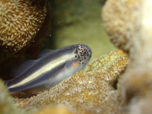 イチモンジコバンハセｙｇ