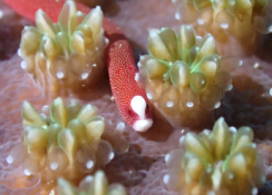 チンヨウジウオ