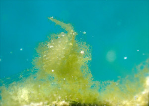 フィコカリスシムランス