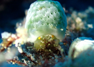 ユキンコボウシガニ