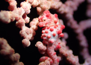 ピグミーシーホース