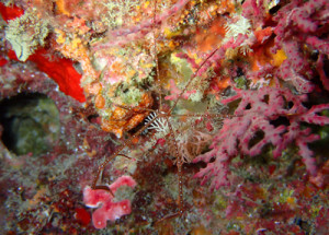 ホシゾラワラエビ