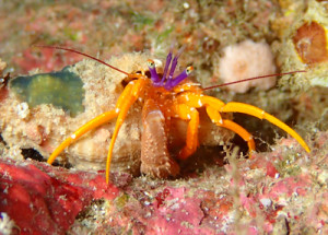 ティーダゼブラヤドカリ