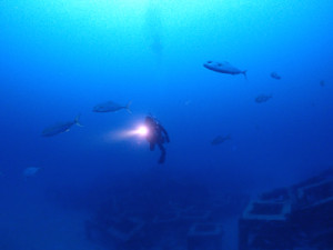 ヒレナガカンパチ