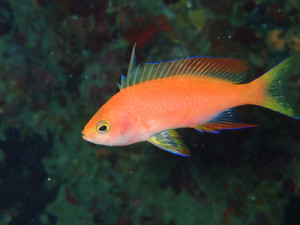 フチドリハナダイ