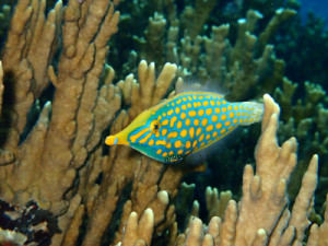 テングカワハギ