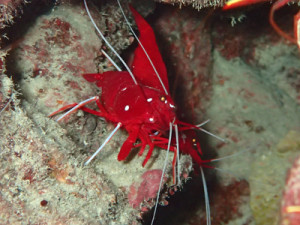 ホワイトソックス