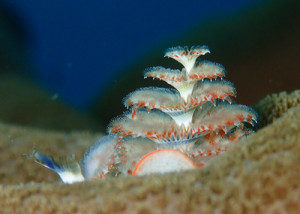 イバラカンザシ