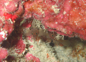 フトスジイレズミハゼ