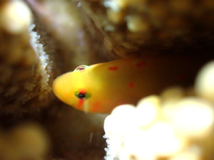 セアカコバンハゼ