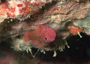 エリホシベニハゼ