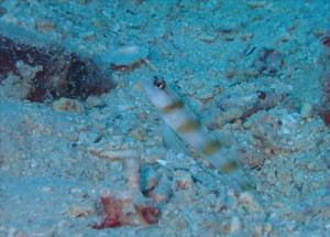 ダテハゼ属の一種３