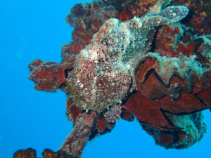 オオモンカエルアンコウ