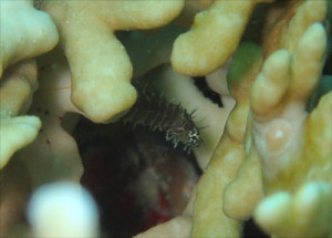 トラフウミヤッコ