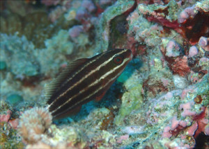 ナンヨウブダイｙｇ