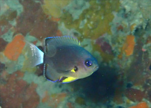 フカミスズメダイ