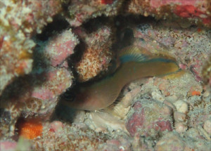 カツイロニセスズメ