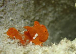 イロカエルアンコウｙｇ