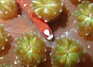 チンヨウジウオ