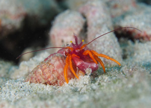 アデヤカゼブラヤドカリ