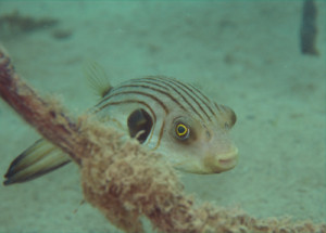 スジモヨウフグ