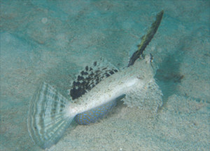 イッポンテグリ