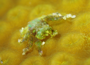 アシビロサンゴヤドリガニ