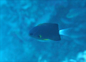 フカミスズメダイ