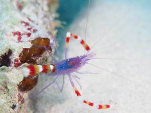 バイオレットボクサーシュリンプ