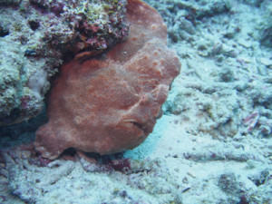 オオモンカエルアンコウ