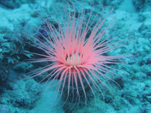 ヒメハナギンチャク