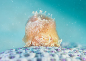 カイカムリの仲間(火山君)