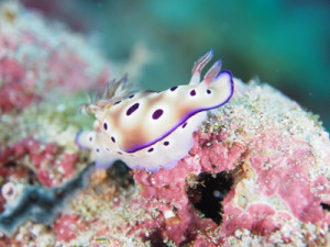 マダライロウミウシ