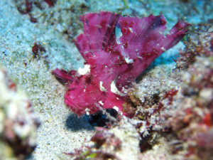 ハダカハオコゼ