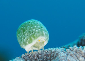 ユキンコボウシガニ