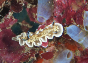 グロッソドーリス・トムスミスイ