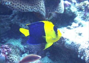 ソメワケヤッコ