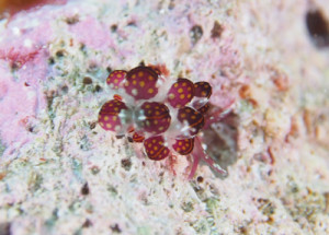 カノコウロコウミウシ