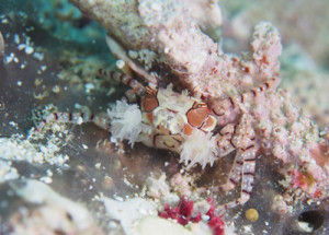 キンチャクガニ