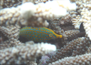 テングカワハギ