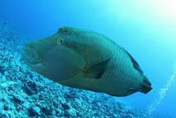 ナポレオンフィッシュ