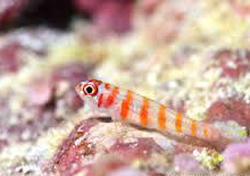 yjimage6GLMIJ1J - コピー