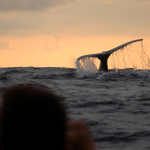 ホエールウォッチング