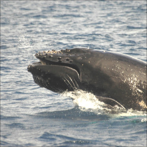 ヘッドスラップ