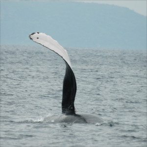 ホエールウォッチング