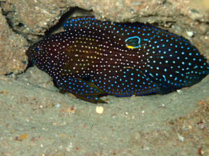 シモフリタナバタウオ