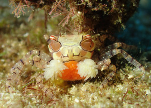 キンチャクガニ